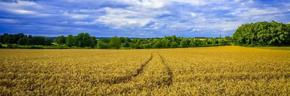 qualità ed esperienza casapet alimenti per animali